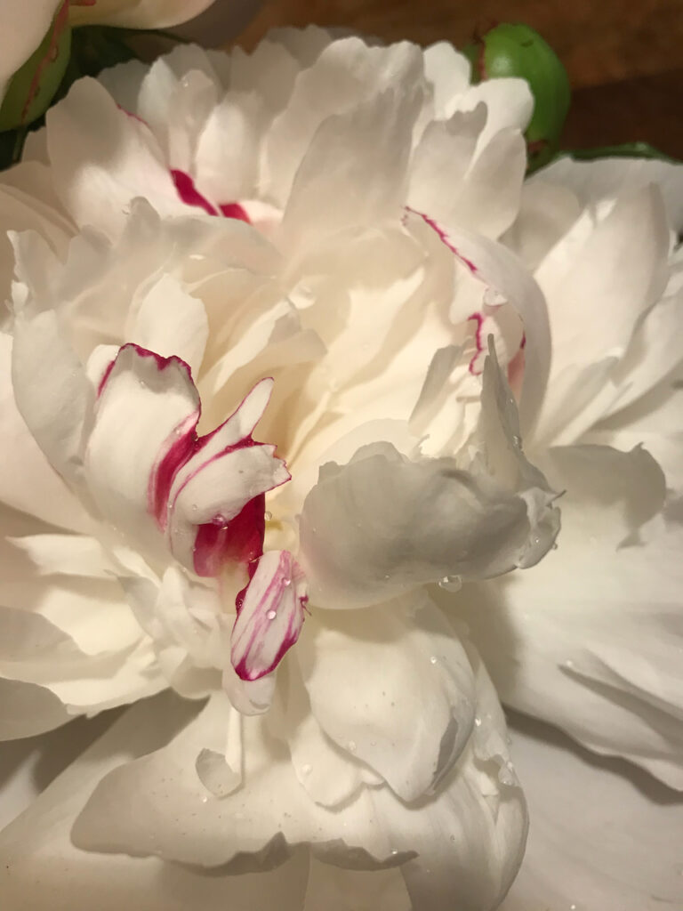 white peonie with red spots